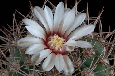 Gymnocalycium castellanosii